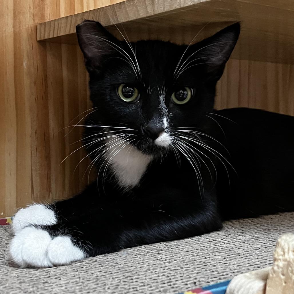 Enlarge Sammy, a Adoptable Domestic Short Hair in Yucca Valley, CA image 6/6
