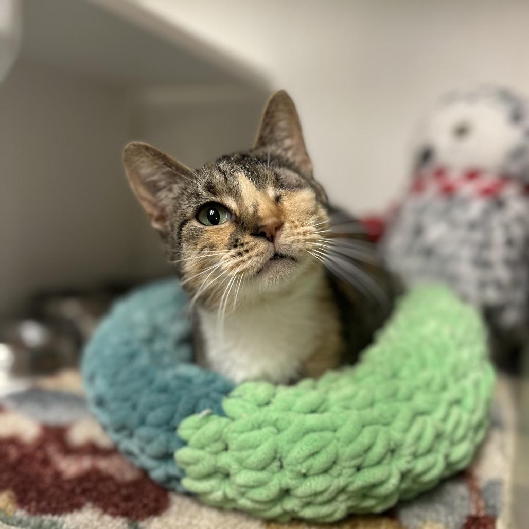Slurpee, Adoptable, Adult Female Domestic Short Hair.