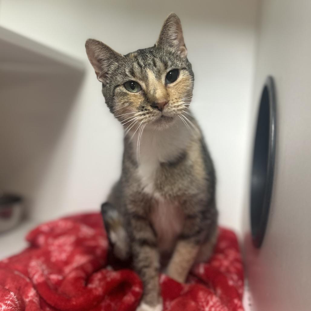 Slurpee, a Adoptable Domestic Short Hair in Troy, IL image 2/2