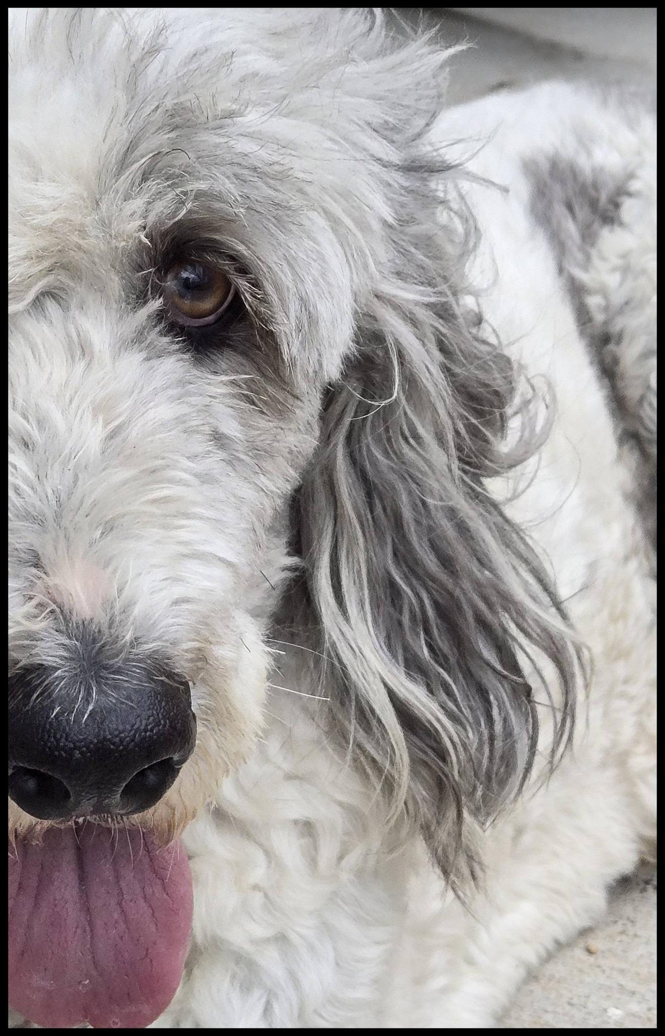 Enlarge Jax, a ADOPTABLE Aussiedoodle in Shawnee, KS image 3/5