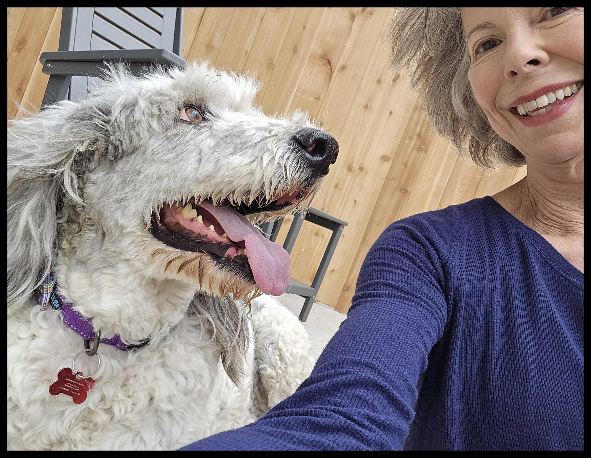 Enlarge Jax, a ADOPTABLE Aussiedoodle in Shawnee, KS image 5/5