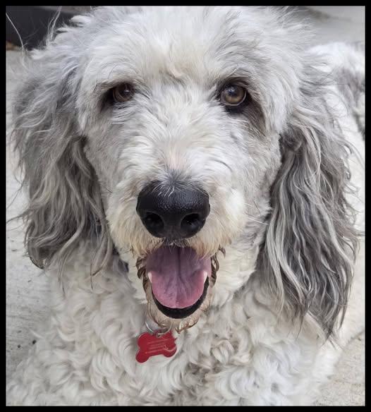 Enlarge Jax, a ADOPTABLE Aussiedoodle in Shawnee, KS image 1/5