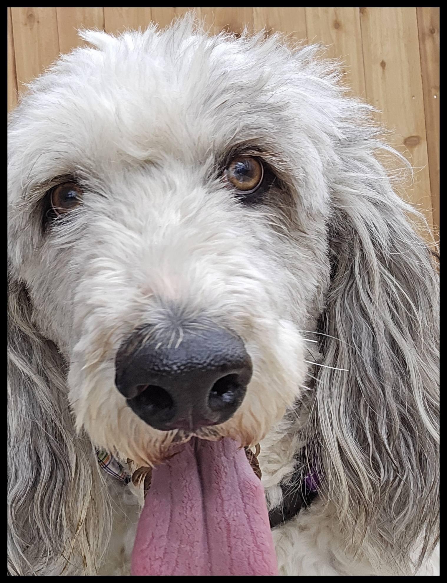 Enlarge Jax, a ADOPTABLE Aussiedoodle in Shawnee, KS image 4/5