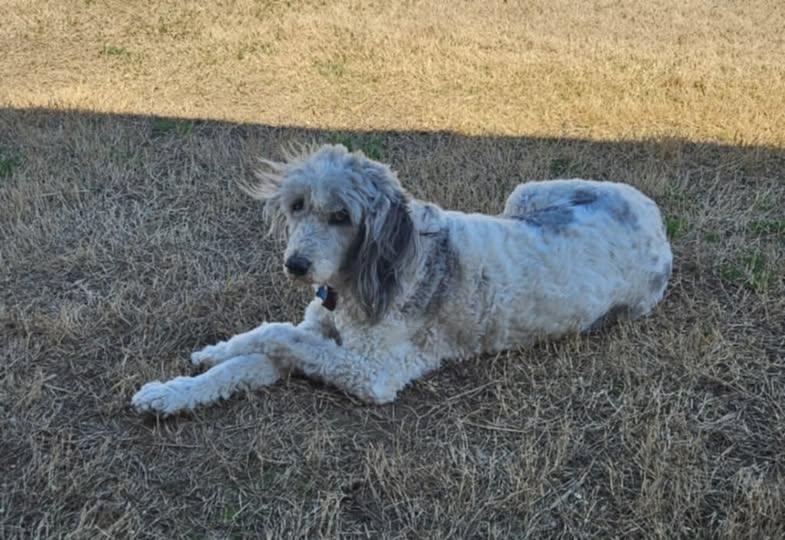 Enlarge Jax, a ADOPTABLE Aussiedoodle in Shawnee, KS image 2/5