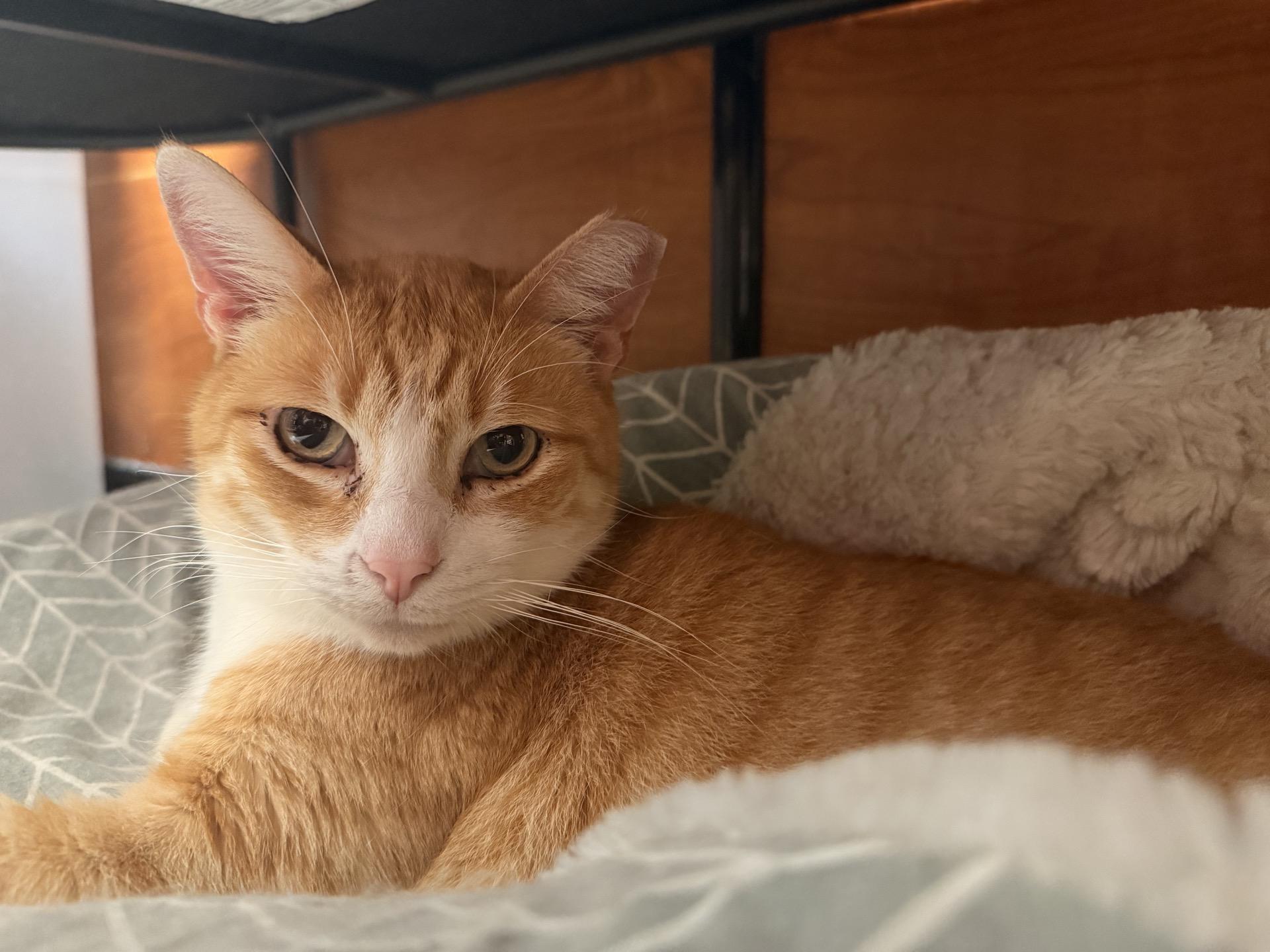 Trooper, a ADOPTABLE Domestic Short Hair in City of Industry, CA image 2/4