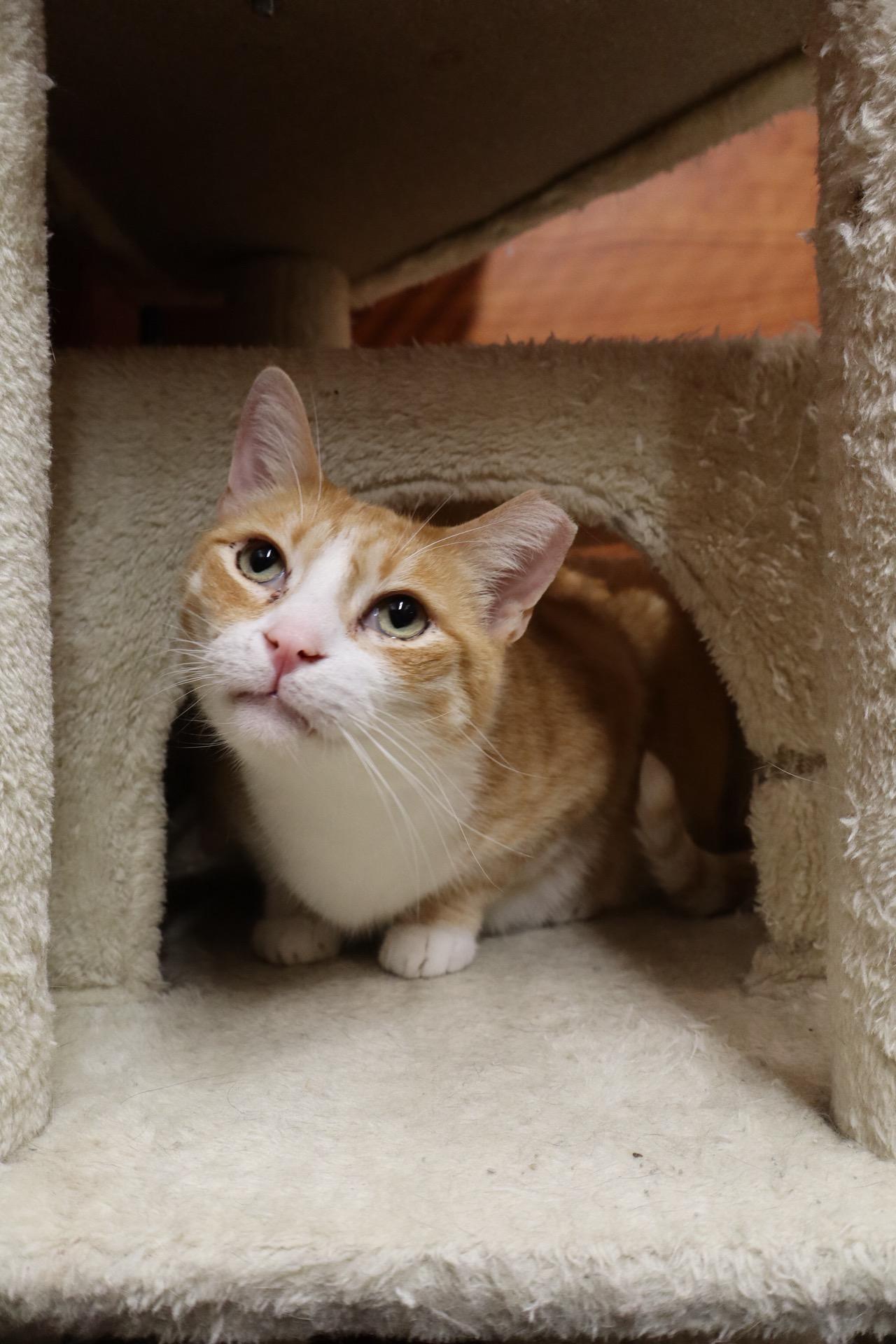 Trooper, a ADOPTABLE Domestic Short Hair in City of Industry, CA image 4/4