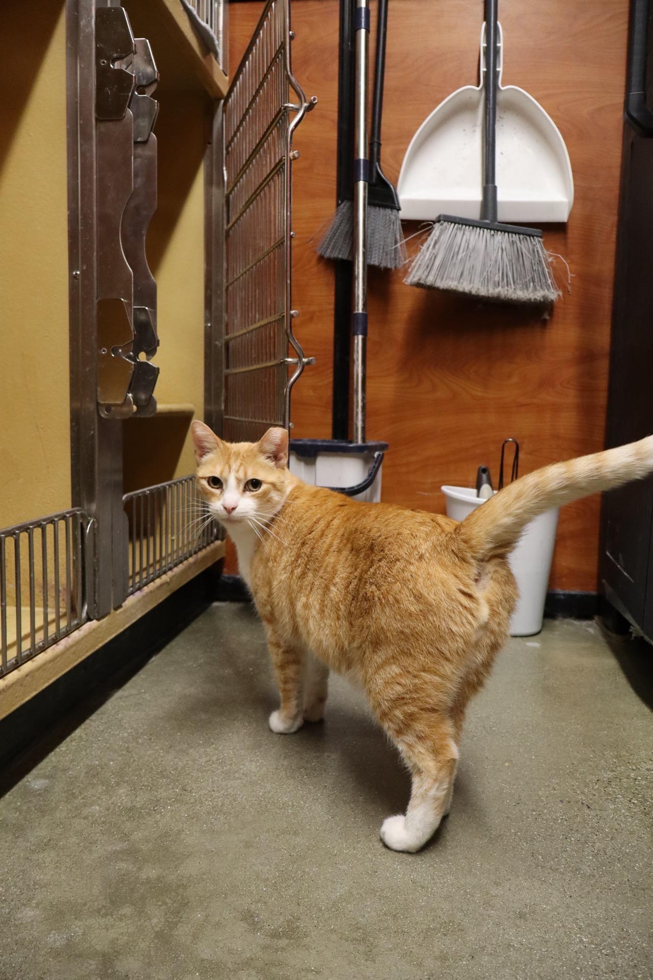 Trooper, a ADOPTABLE Domestic Short Hair in City of Industry, CA image 1/4