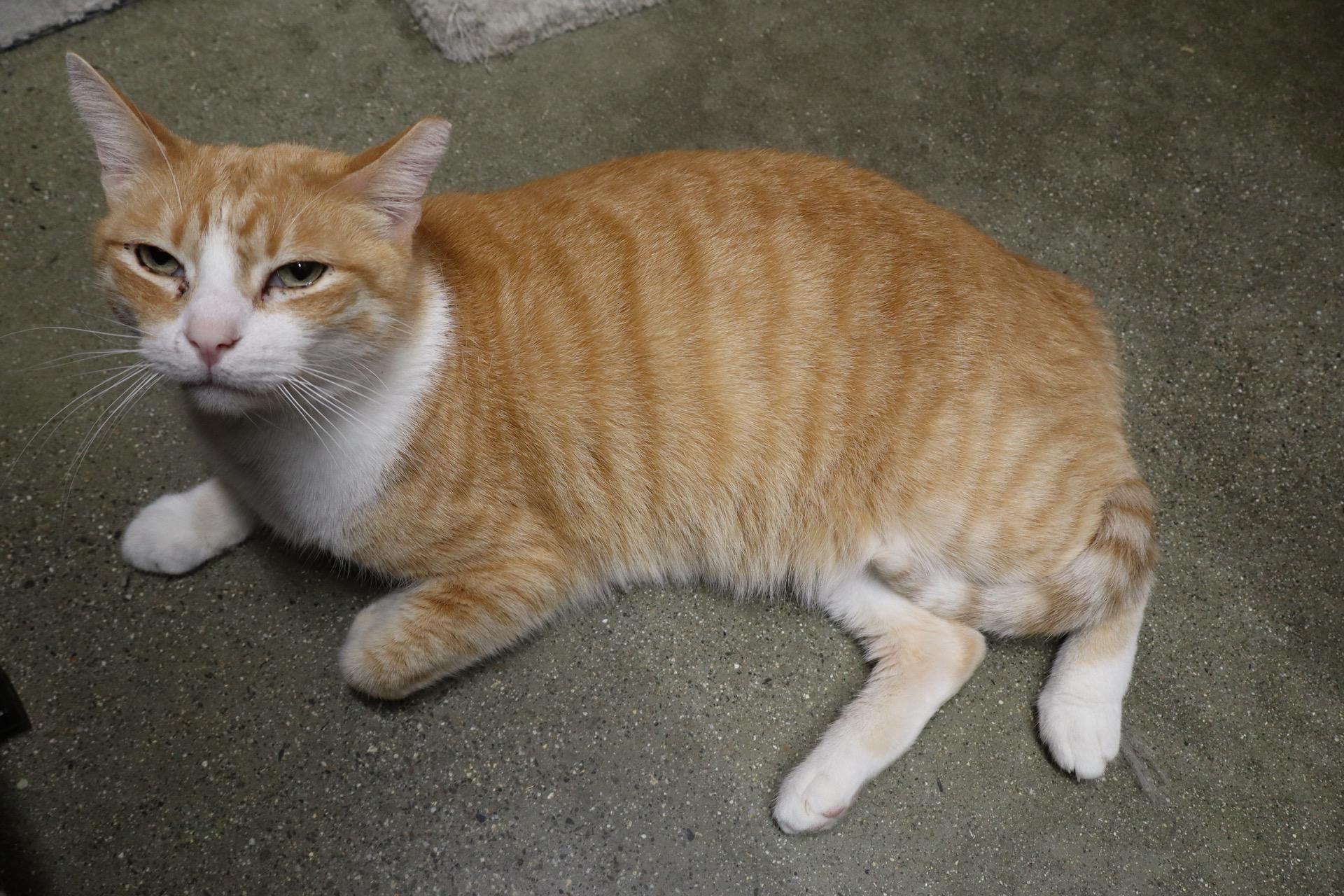 Trooper, a ADOPTABLE Domestic Short Hair in City of Industry, CA image 3/4