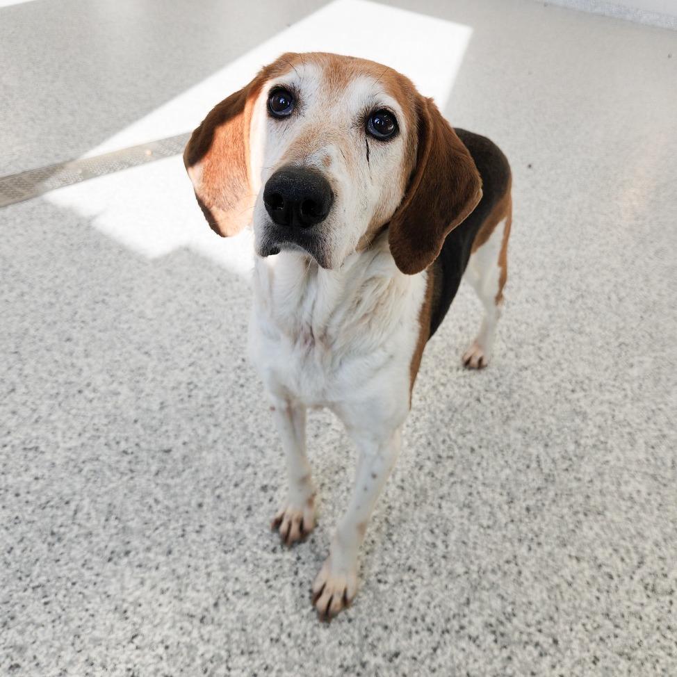 Enlarge Trixie, a Adoptable Beagle in Fort Wayne, IN image 1/6