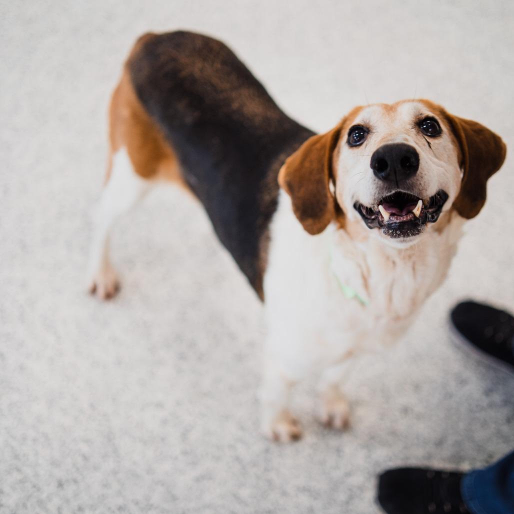 Enlarge Trixie, a Adoptable Beagle in Fort Wayne, IN image 3/6