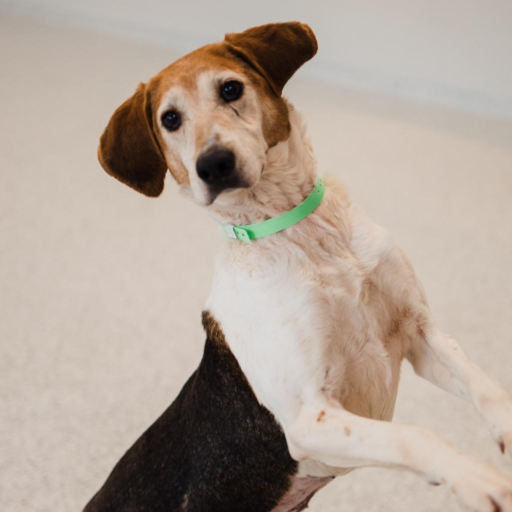 Enlarge Trixie, a Adoptable Beagle in Fort Wayne, IN image 5/6