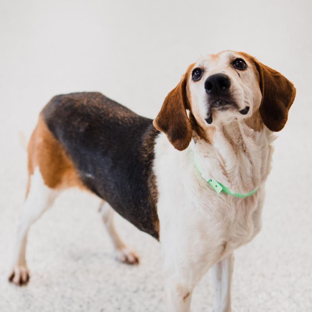 Enlarge Trixie, a Adoptable Beagle in Fort Wayne, IN image 6/6