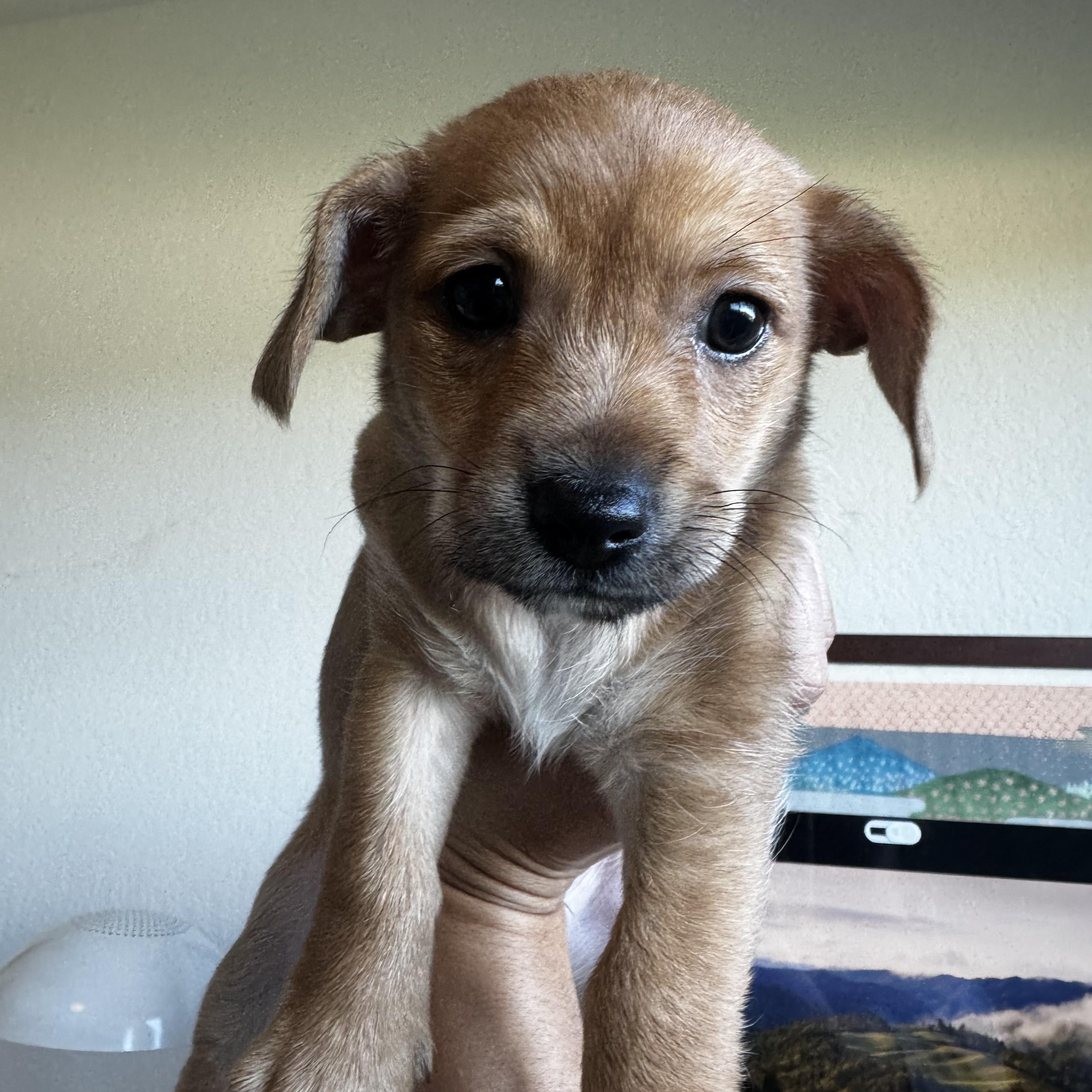 Enlarge Hoshi, an adopted mixed breed in West Hollywood, CA image 1/5