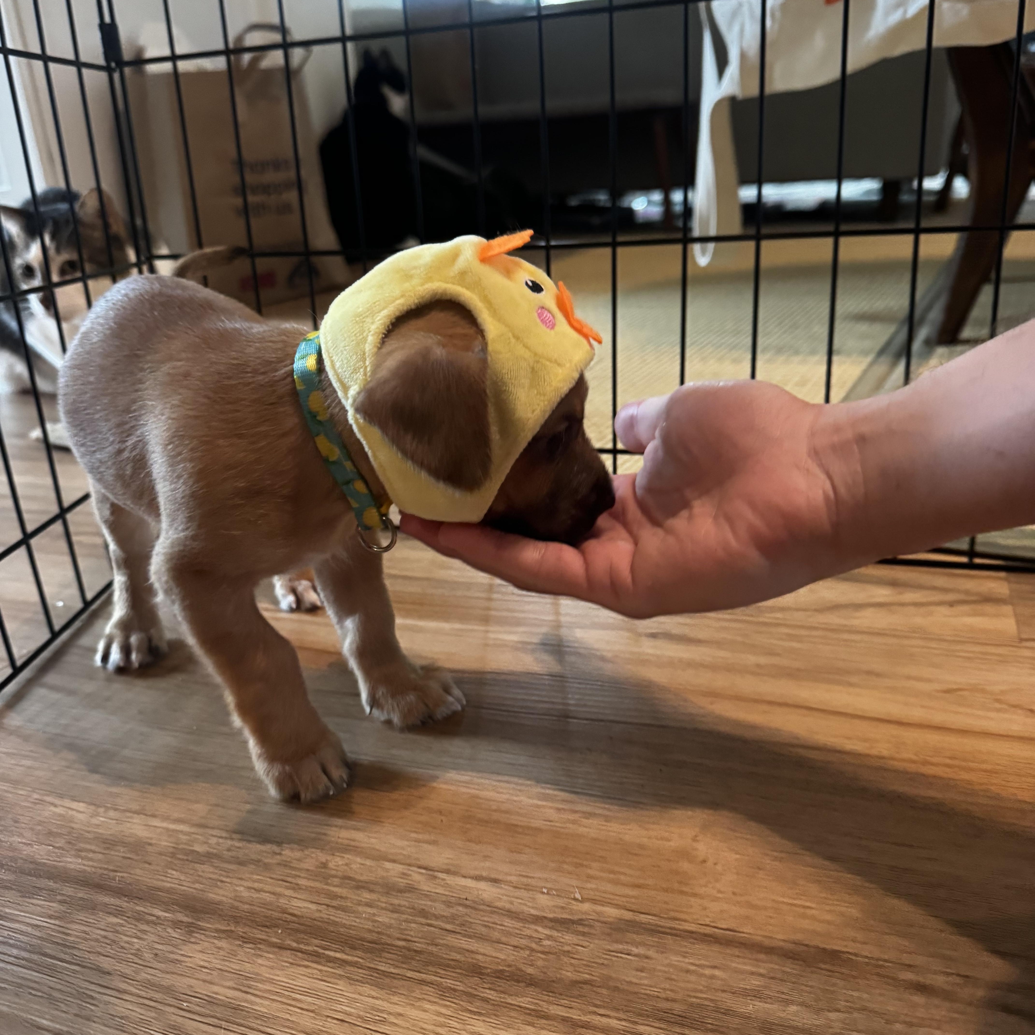 Enlarge Hoshi, an adopted mixed breed in West Hollywood, CA image 3/5