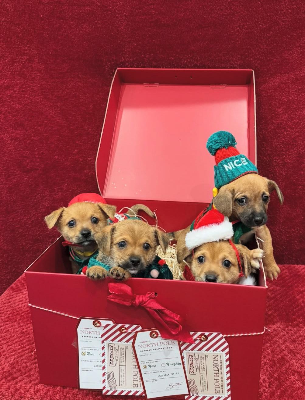 Enlarge Hoshi, an adopted mixed breed in West Hollywood, CA image 4/5