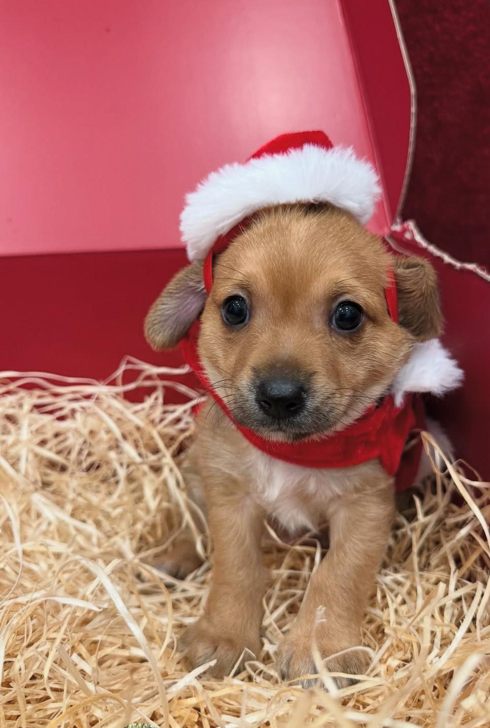 Enlarge Hoshi, an adopted mixed breed in West Hollywood, CA image 2/5