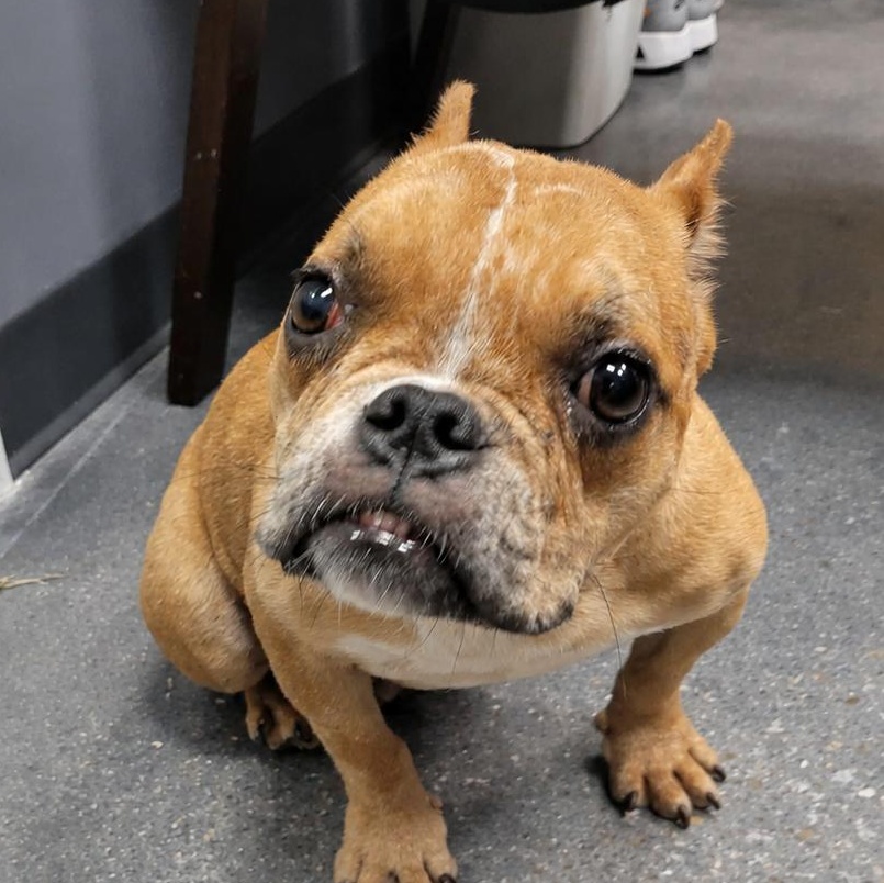 Brie, ADOPTABLE, Adult Female French Bulldog.