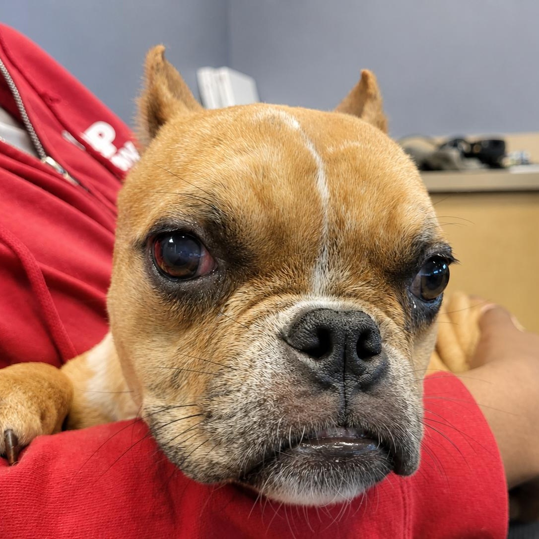 Brie, a ADOPTABLE French Bulldog in Hooksett, NH image 2/2