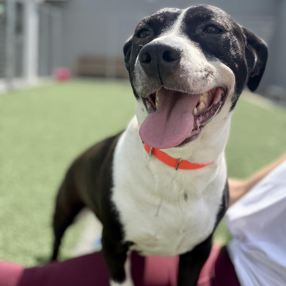 Enlarge Lola, a Adoptable mixed breed in Whitehall, PA image 1/3