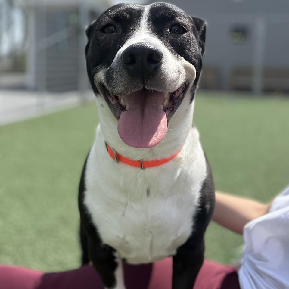 Enlarge Lola, a Adoptable mixed breed in Whitehall, PA image 2/3