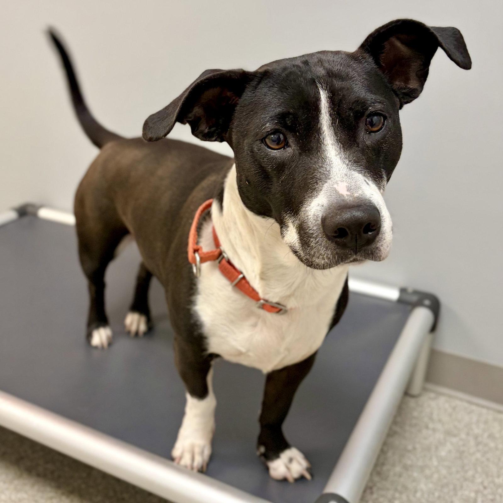 Enlarge Lola, a Adoptable mixed breed in Whitehall, PA image 2/3