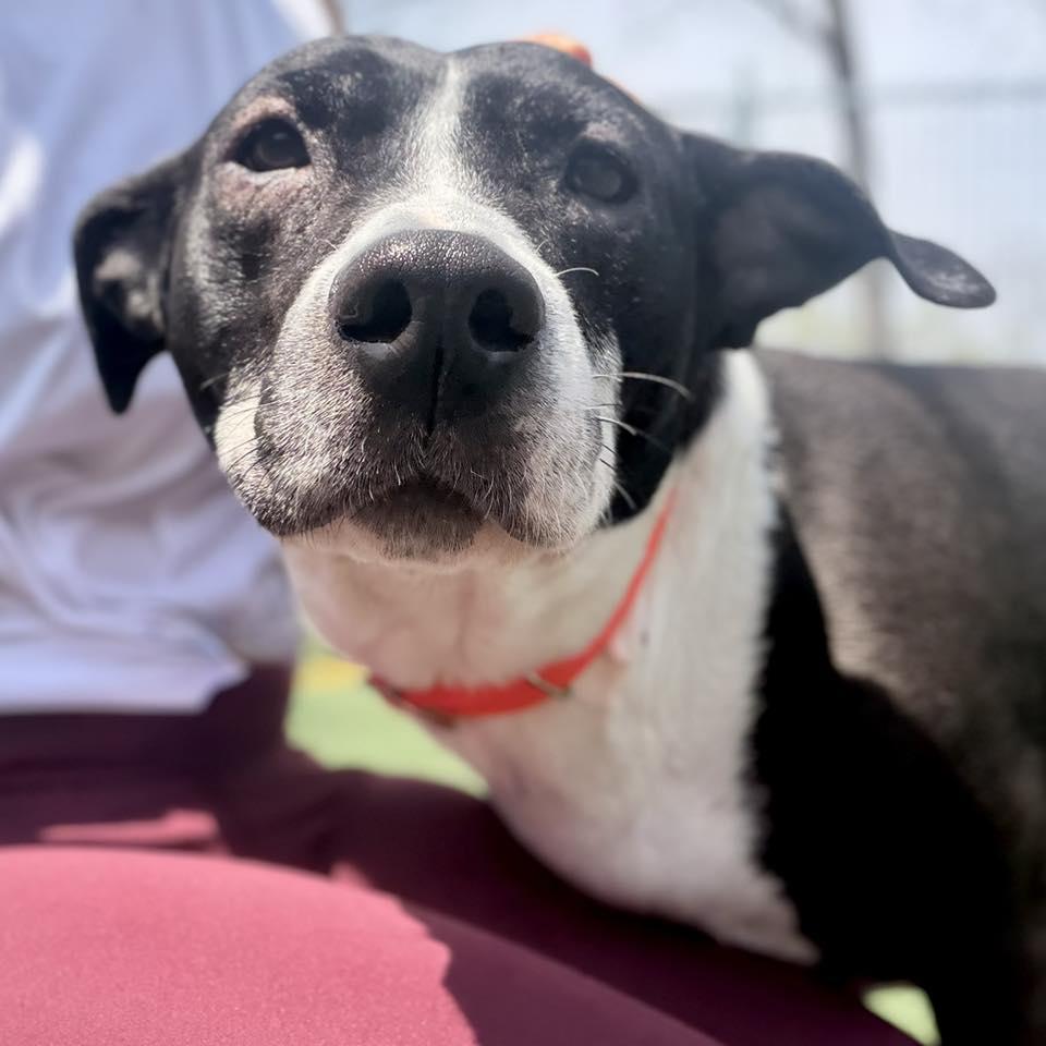 Enlarge Lola, a Adoptable mixed breed in Whitehall, PA image 3/3
