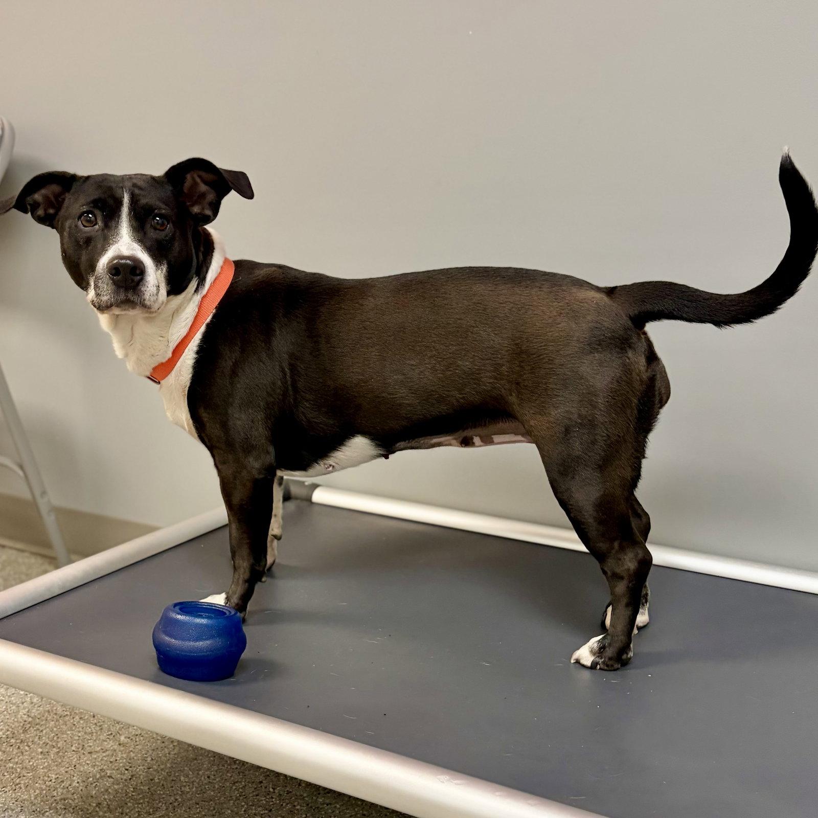 Enlarge Lola, a Adoptable mixed breed in Whitehall, PA image 3/3