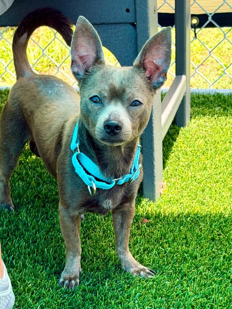 Enlarge Brosnan, a Adoptable mixed breed in Cape Coral, FL image 1/1