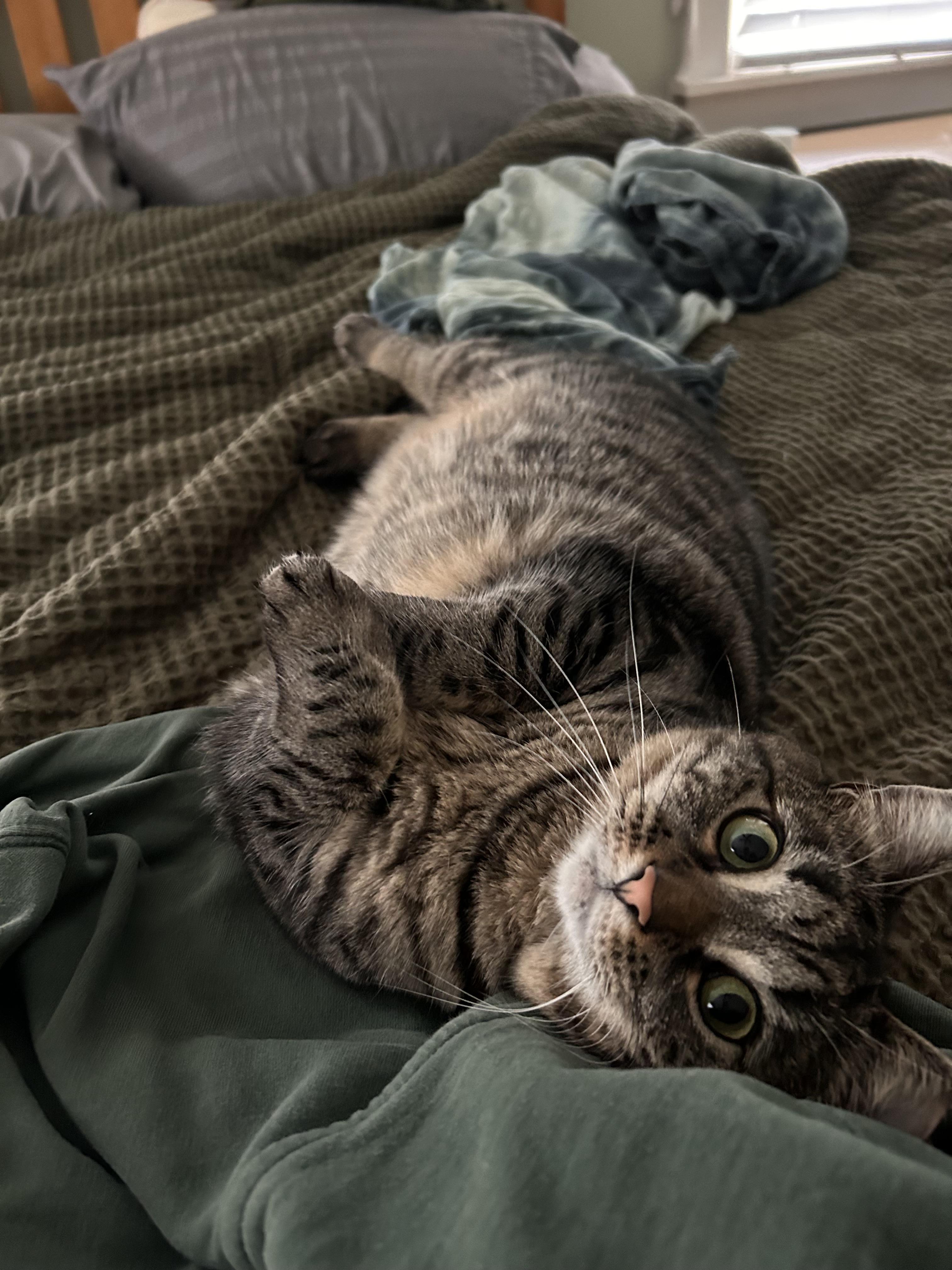 Sally, adopted, Young Female American Shorthair.