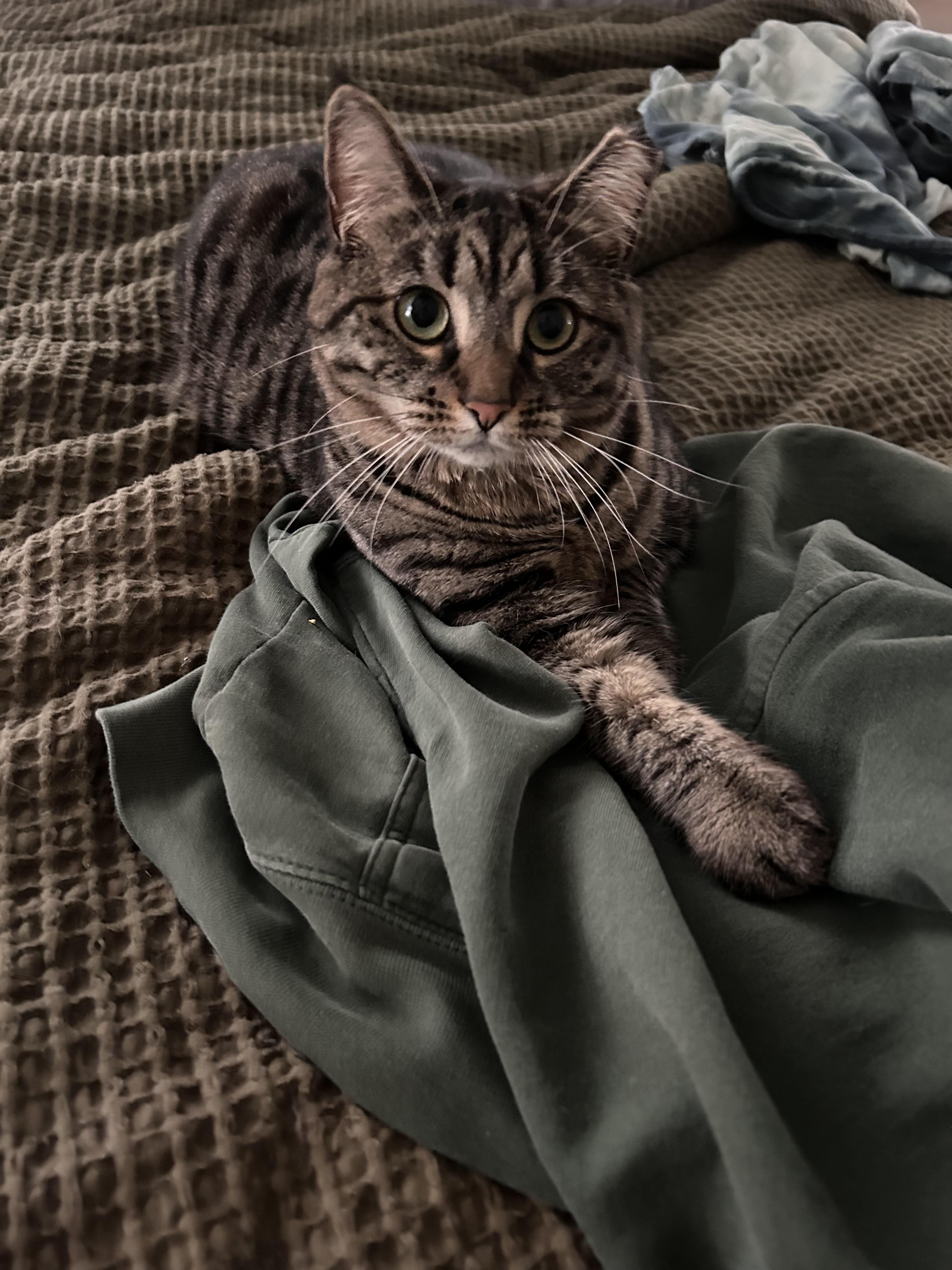 Enlarge Sally, an adopted American Shorthair in Cornwall, NY image 3/4