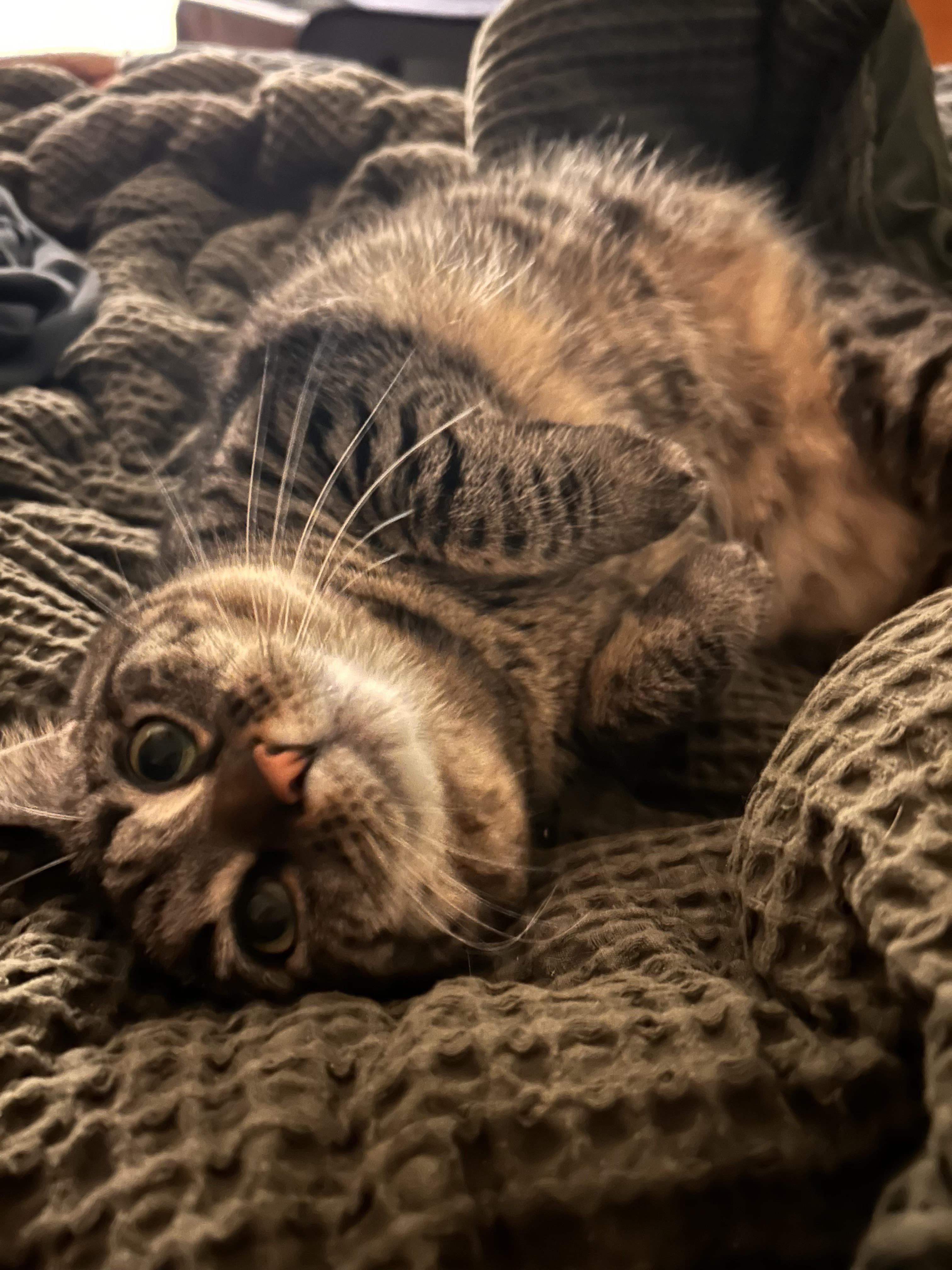 Enlarge Sally, an adopted American Shorthair in Cornwall, NY image 4/4