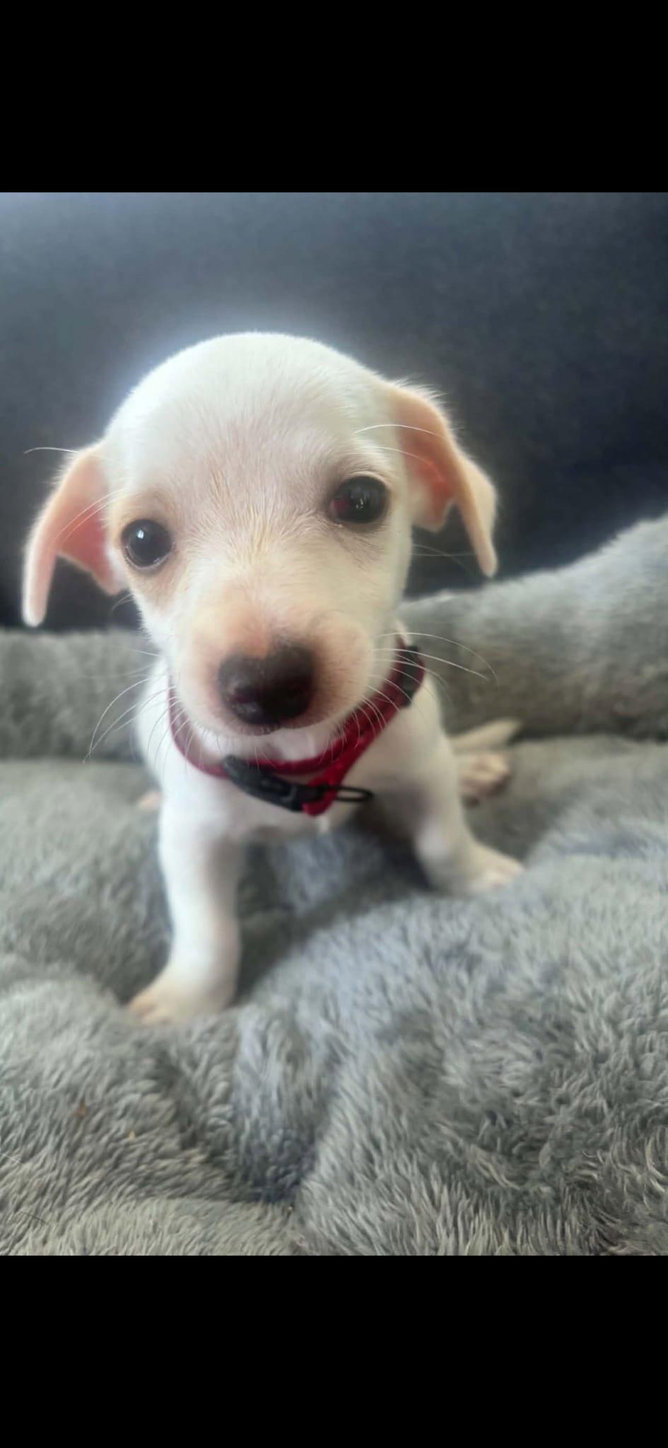 Jerry, Adoptable, Puppy Male Chihuahua & Terrier.