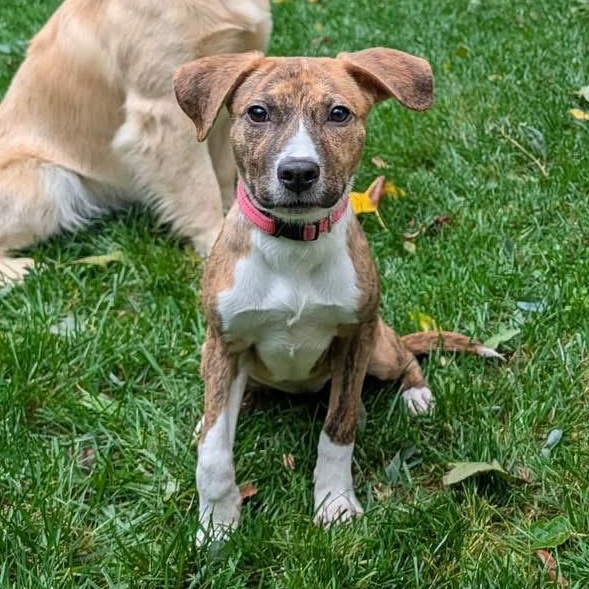 Enlarge Charlee, a Adoptable Mixed Breed in Yaphank, NY image 5/6