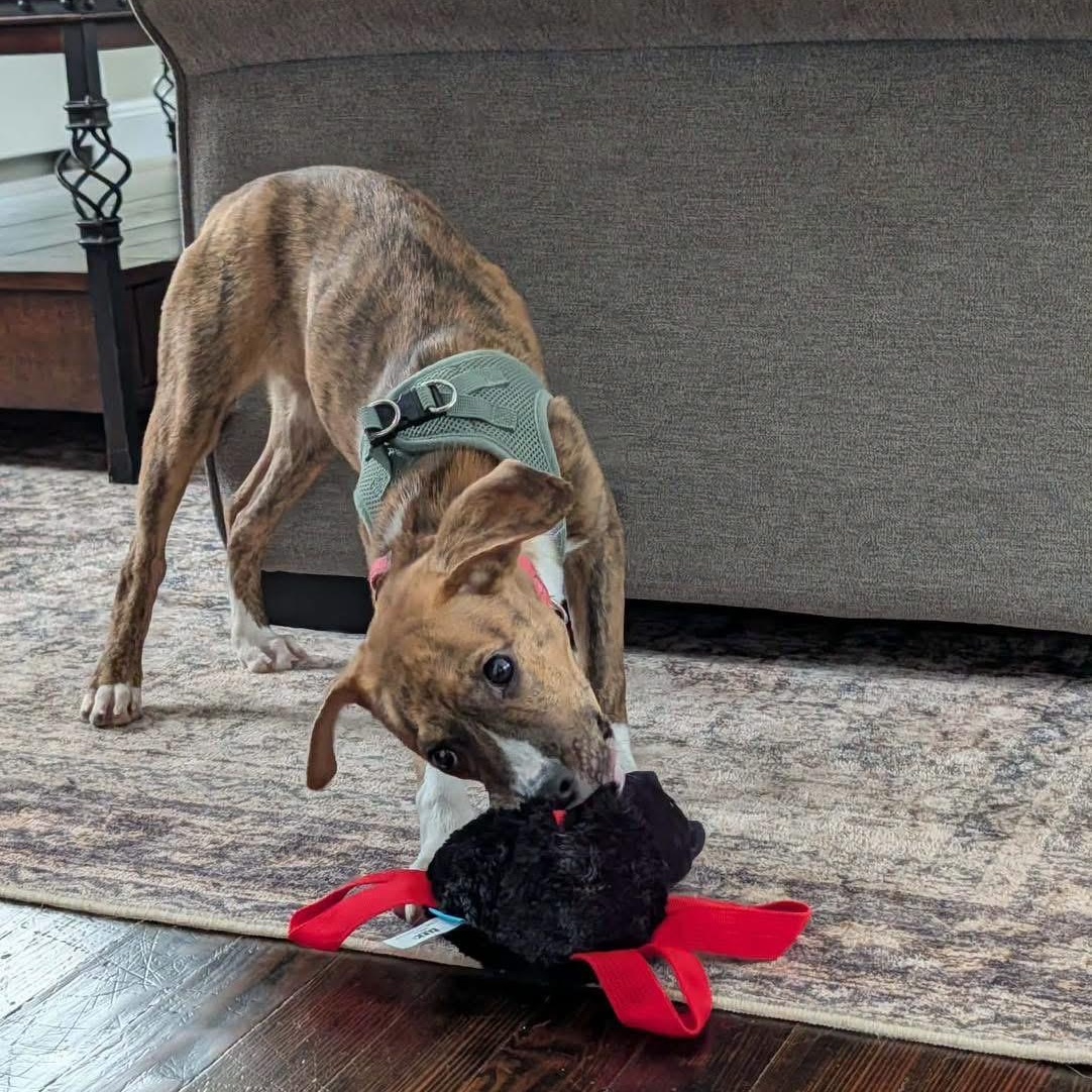 Enlarge Charlee, a Adoptable Mixed Breed in Yaphank, NY image 3/6