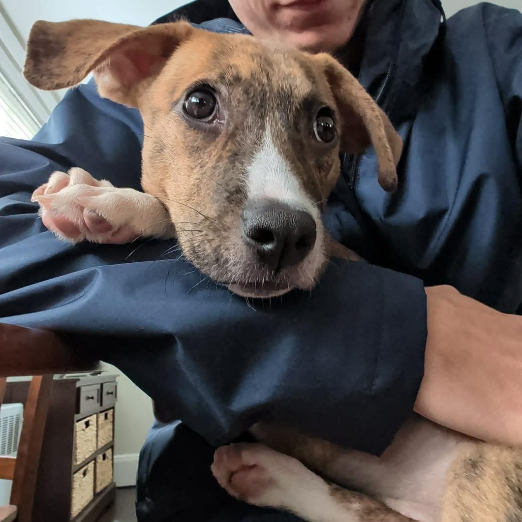 Enlarge Charlee, a Adoptable Mixed Breed in Yaphank, NY image 6/6