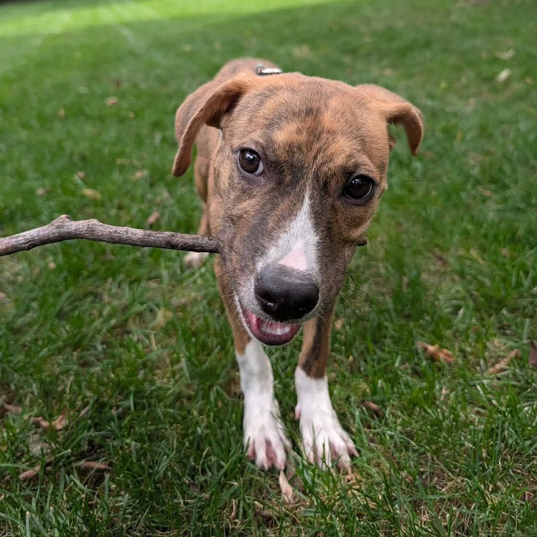 Enlarge Charlee, a Adoptable Mixed Breed in Yaphank, NY image 2/6