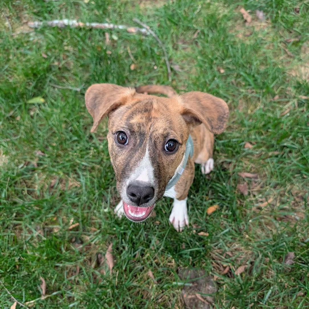 Charlee, Adoptable, Puppy Female Mixed Breed.