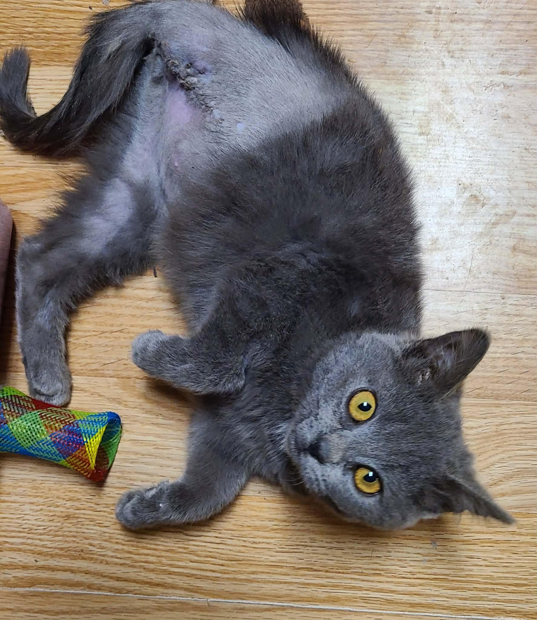 Darby, an adopted Domestic Short Hair in Waynetown, IN image 1/2