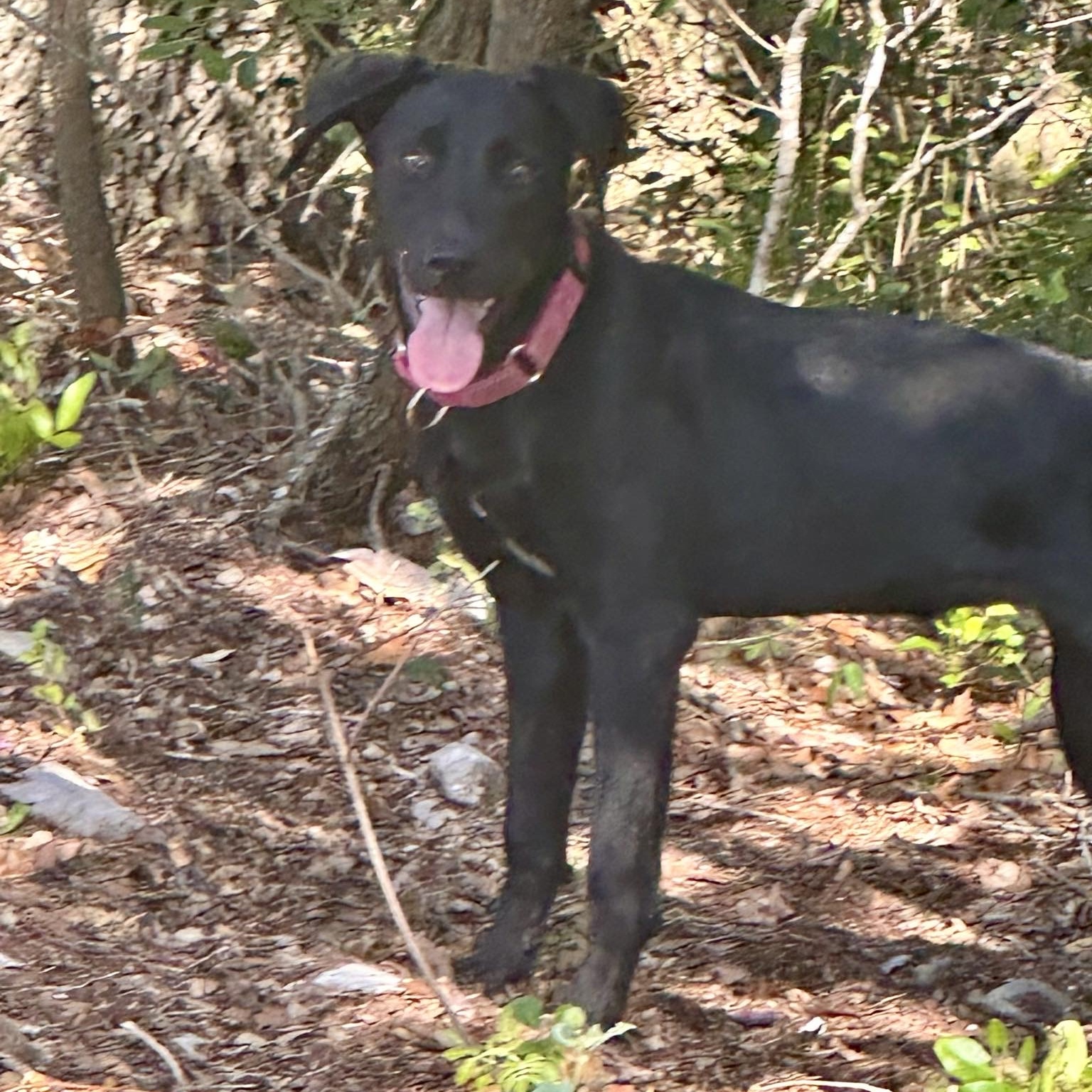 Dog for adoption Dakota Fanning, a Black Labrador Retriever in