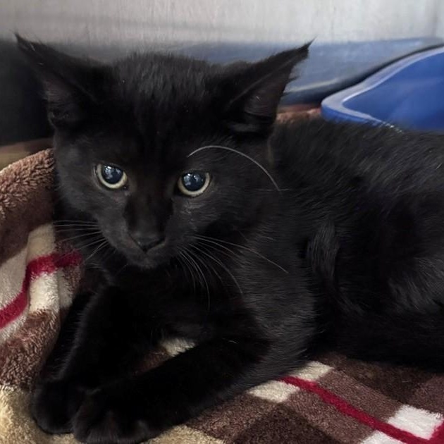Judy, ADOPTABLE, Kitten Female Domestic Short Hair.