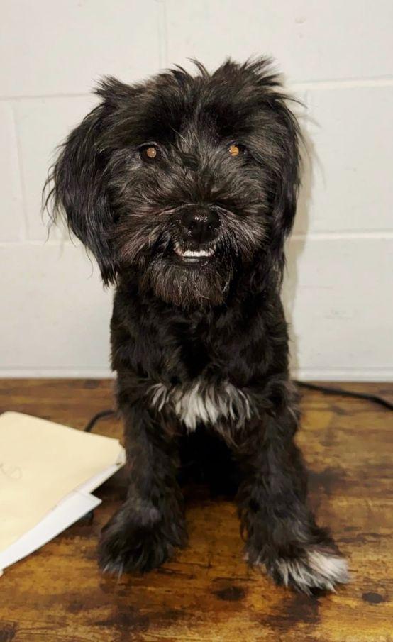 Enlarge Dottie, a ADOPTABLE mixed breed in Perth Amboy, NJ image 2/3