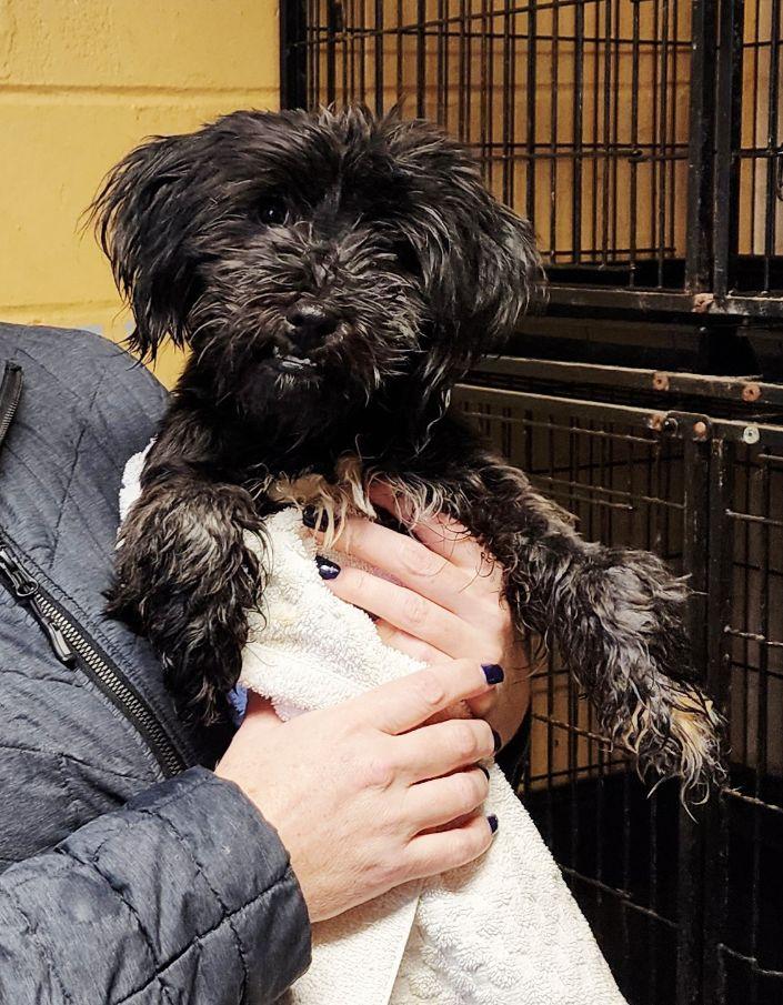 Enlarge Dottie, a ADOPTABLE mixed breed in Perth Amboy, NJ image 1/3