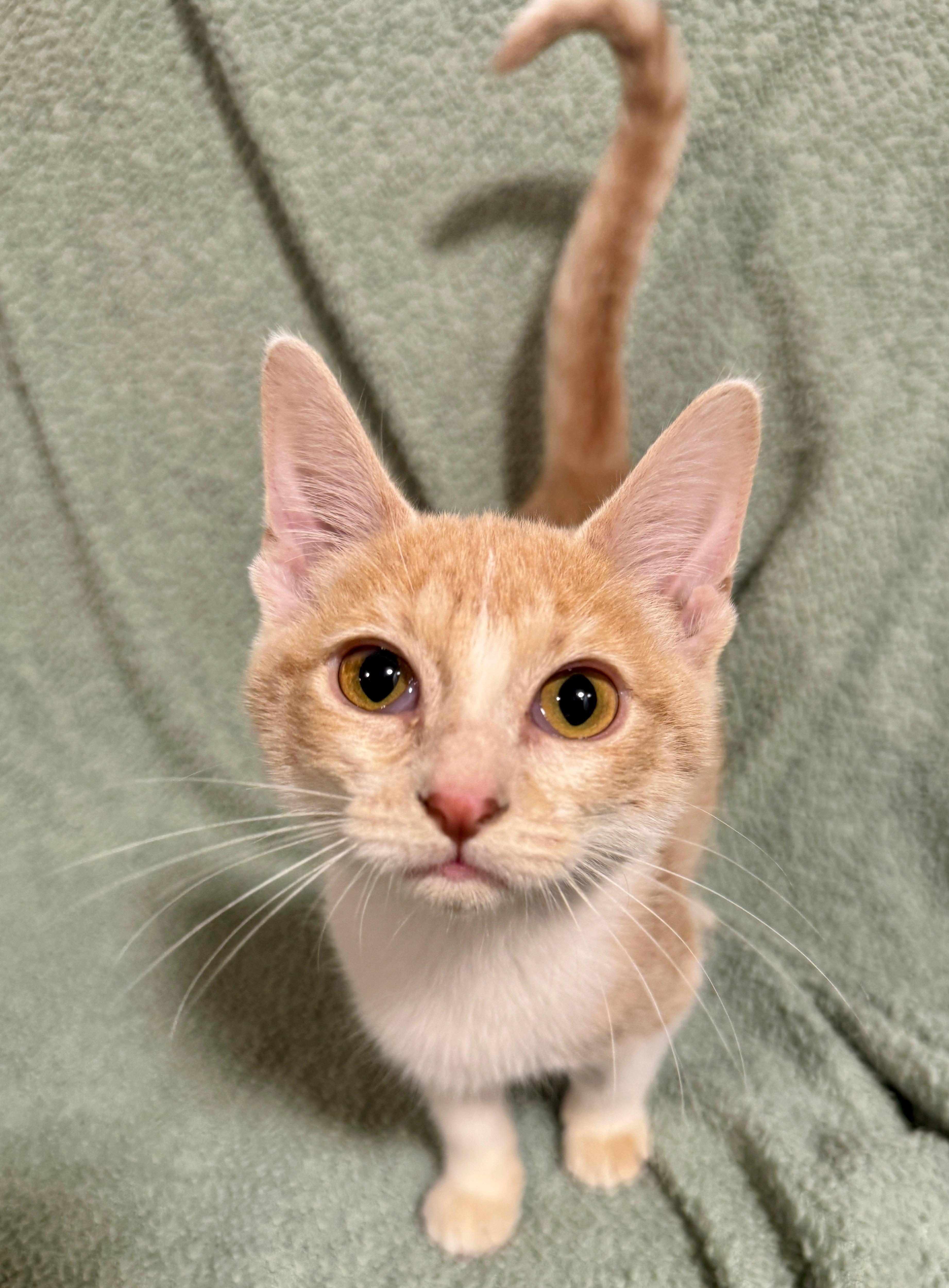 Enlarge Colby, a Adoptable Domestic Short Hair in Port Washington, WI image 2/6