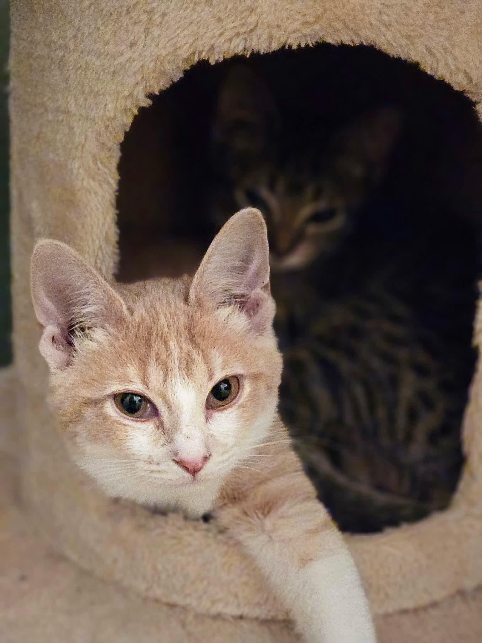 Enlarge Colby, a Adoptable Domestic Short Hair in Port Washington, WI image 6/6