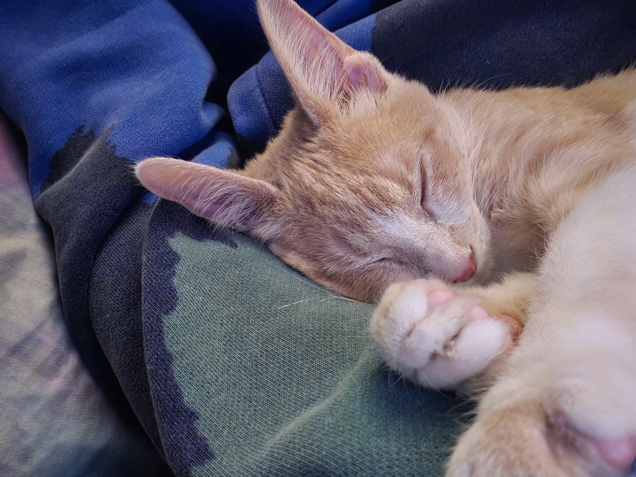 Enlarge Colby, a Adoptable Domestic Short Hair in Port Washington, WI image 5/6