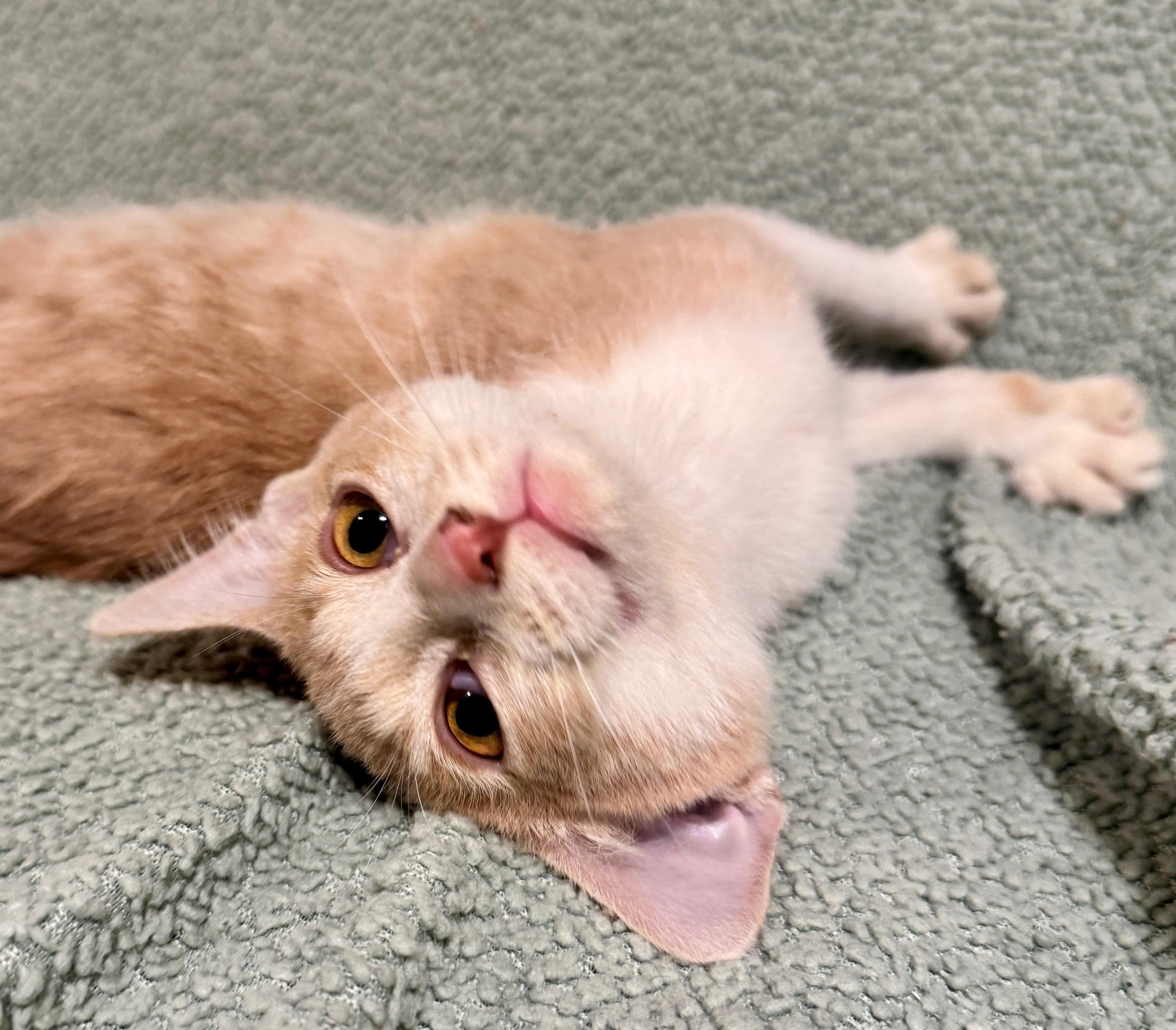 Enlarge Colby, a Adoptable Domestic Short Hair in Port Washington, WI image 3/6