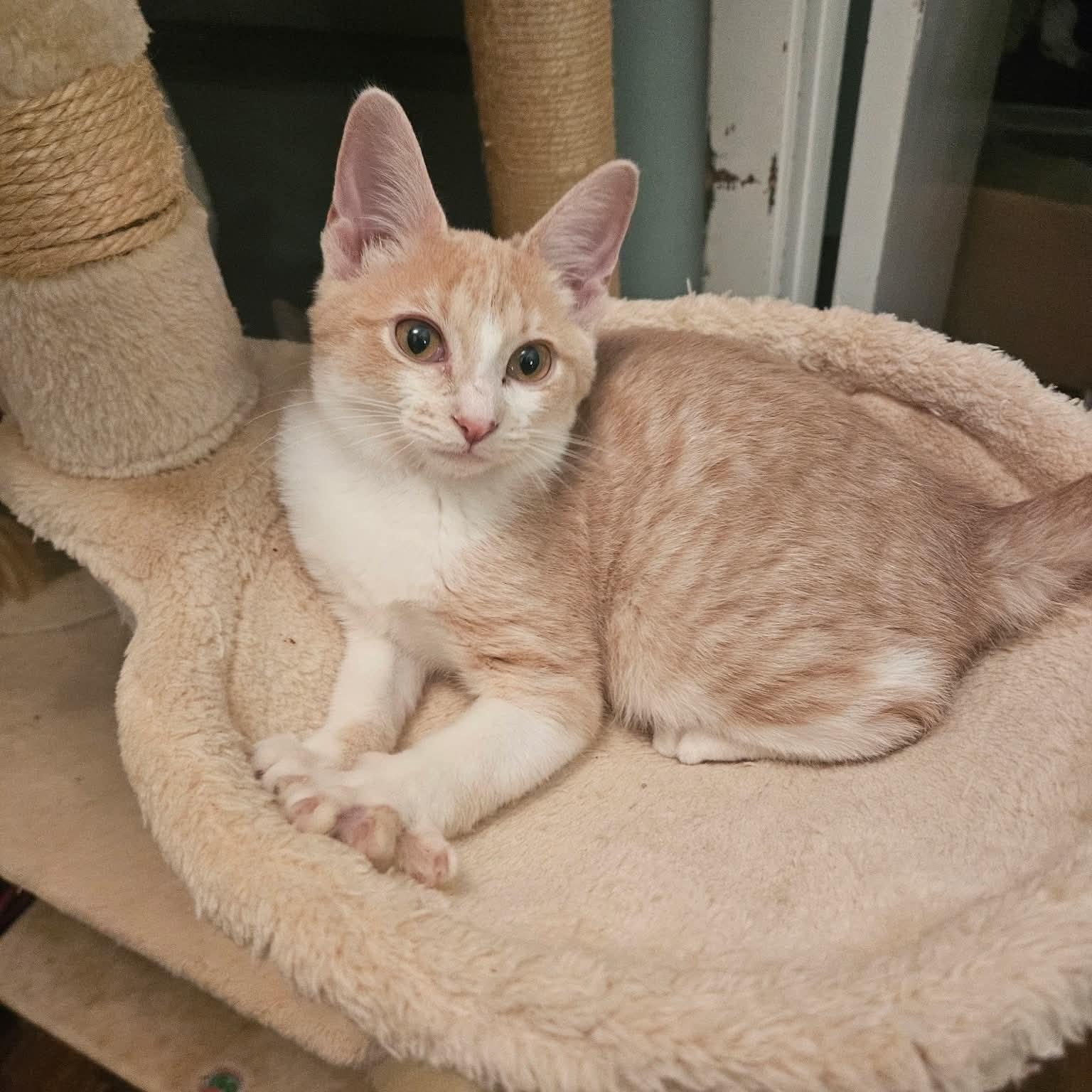 Colby, Adoptable, Kitten Male Domestic Short Hair.