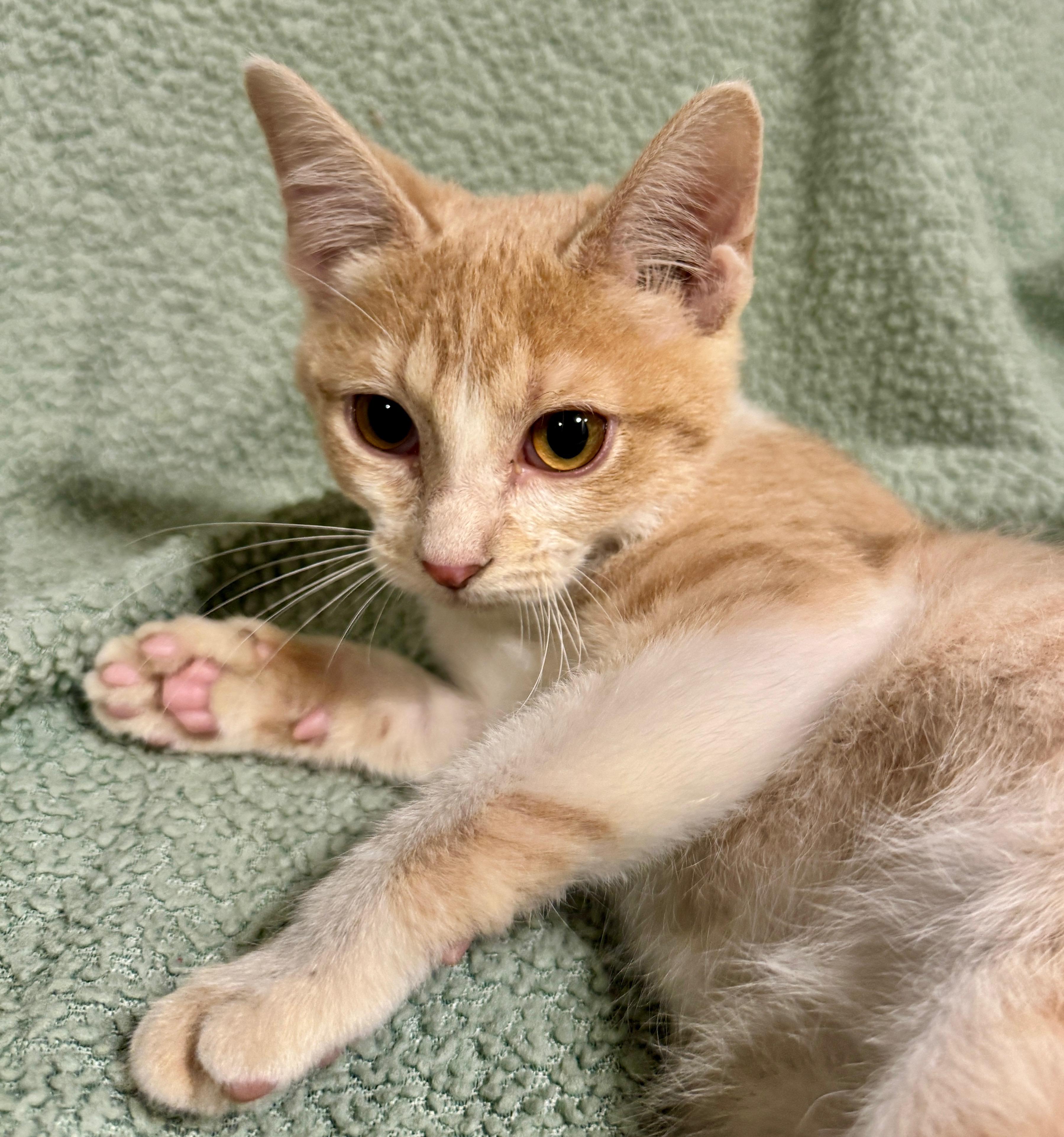 Enlarge Colby, a Adoptable Domestic Short Hair in Port Washington, WI image 4/6