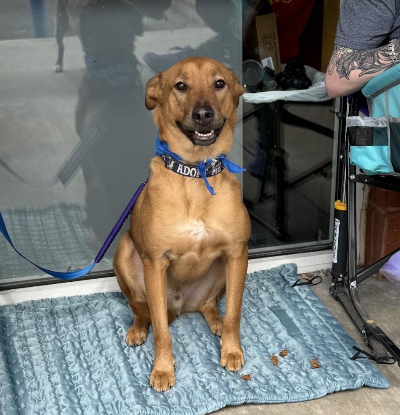 Captain, Adoptable, Young Male Mixed Breed.