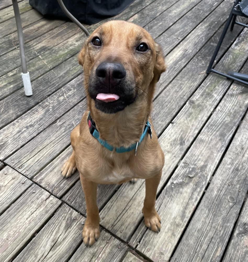 Captain, a Adoptable Mixed Breed in Roswell, GA image 3/6